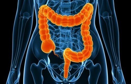 gut