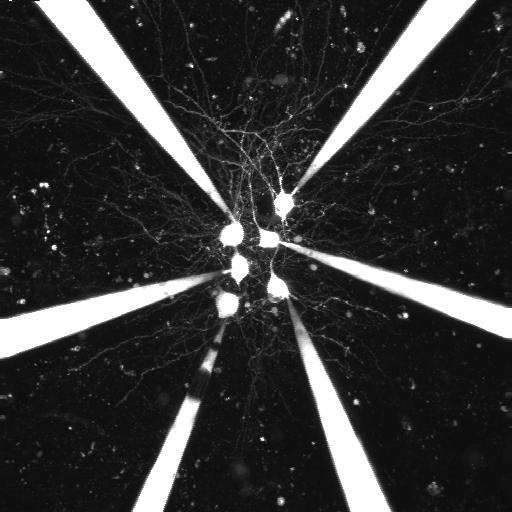 大脑由神经元组成。高浩的研究发现神经元之间的连接规律，有助理解更多大脑的运作机制。