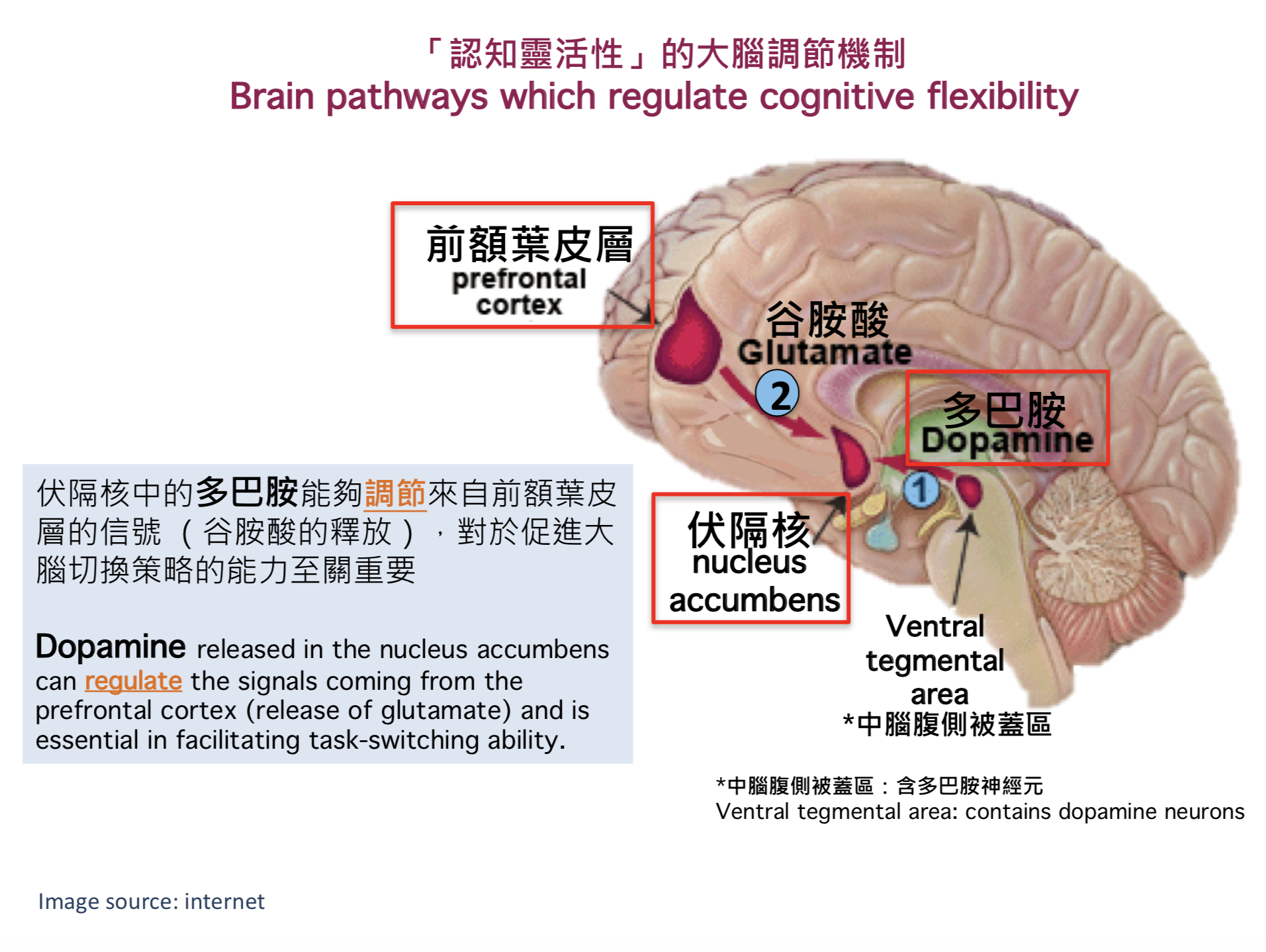 Another key finding of this research is that dopamine released in the nucleus accumbens can regulate the signals coming from the prefrontal cortex and is essential in facilitating task-switching ability.