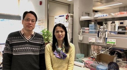 CUHK Study Discovers an Essential Enzyme to Maintain Body Iron Homeostasis Deficiency Could Cause Excessive Iron Retention and Damage Major Organs