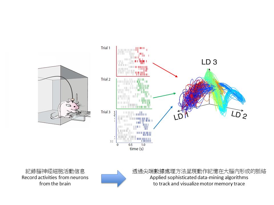 研究團隊記錄來自實驗大鼠大量由神經細胞發出的活動信息，並利用尖端的數據處理方法，呈現動作記憶在大腦內形成的脈絡。