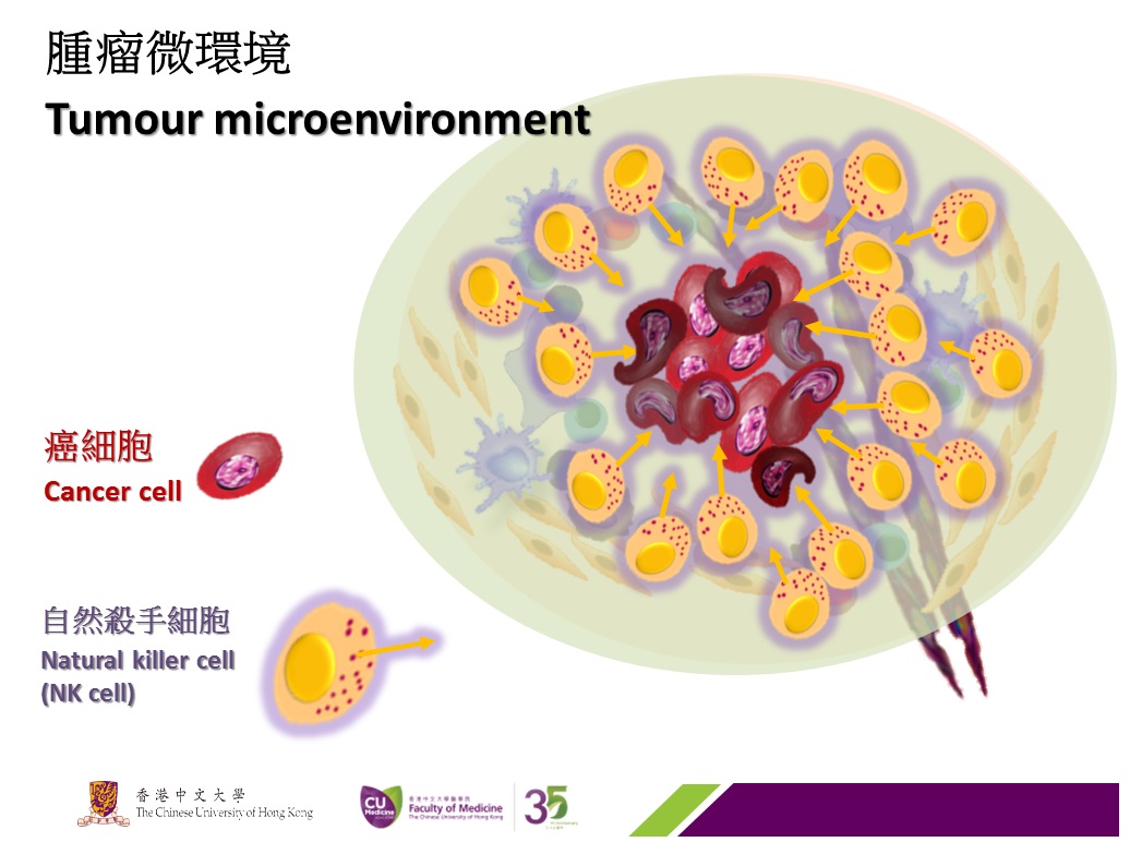  The target of the new suggested immunotherapy approach is to resume the immunity of NK cells through inhibition of Smad3, thus to kill cancer cells.