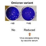 港大及中大醫學院聯合研究發現 新型冠狀病毒變異株 Omicron 可大幅減低復必泰疫苗的病毒中和能力   