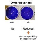 港大及中大医学院联合研究发现 新型冠状病毒变异株 Omicron 可大幅减低复必泰疫苗的病毒中和能力