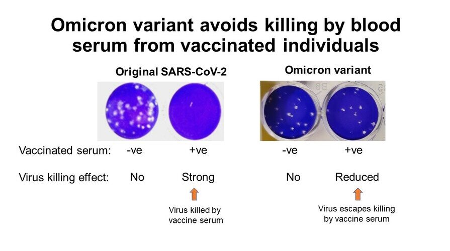 港大及中大医学院联合研究发现 新型冠状病毒变异株 Omicron 可大幅减低复必泰疫苗的病毒中和能力
