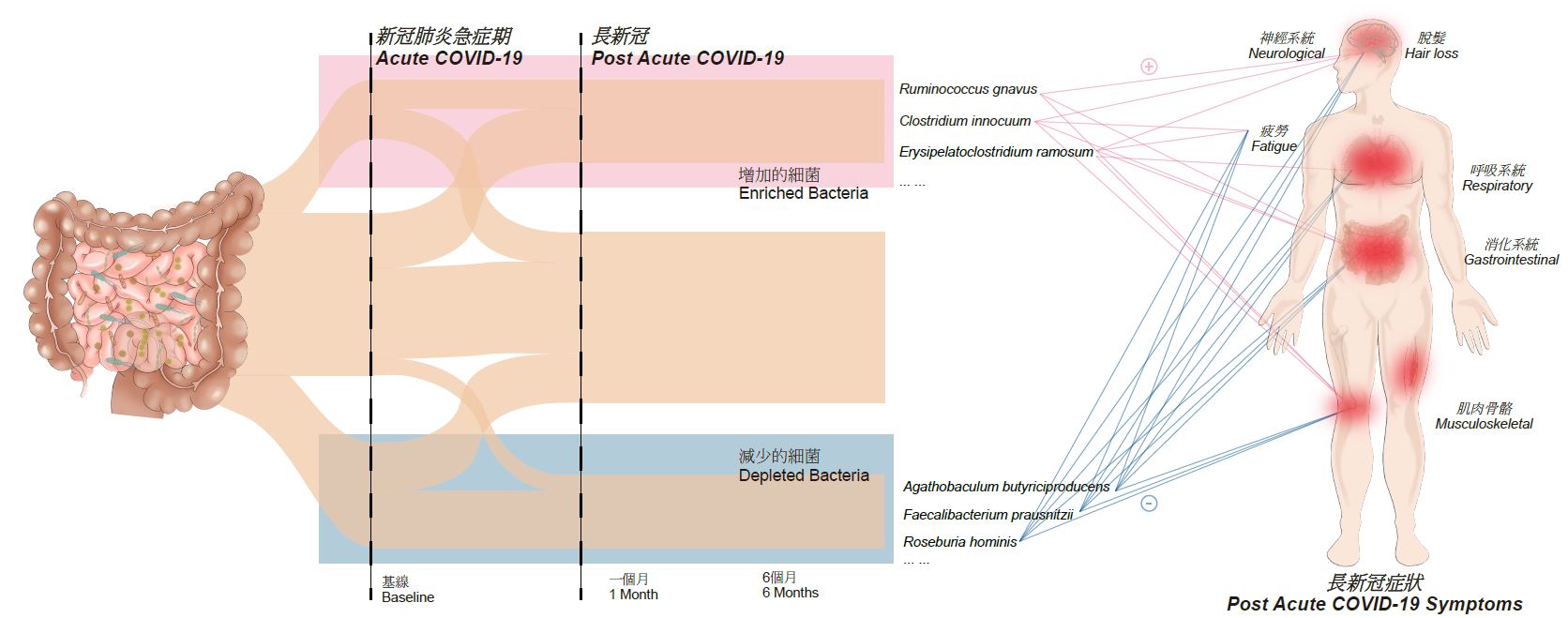 Schematic diagram showing the association between gut microbiome composition and long COVID