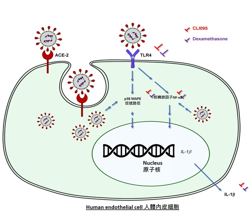 TLR4 signaling pathway