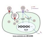 CUHK-HKU collaborative research finds a new inflammatory activation pathway in  blood vessels after SARS-CoV-2 infection