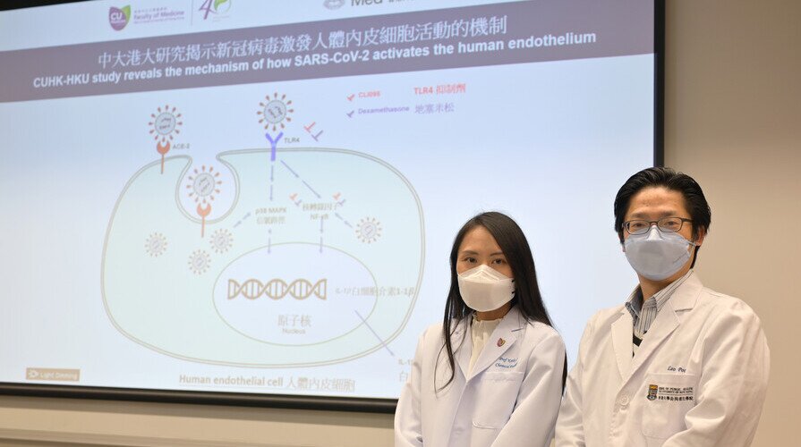 中大港大幹細胞研究揭示新冠病毒誘發血管炎症新機制