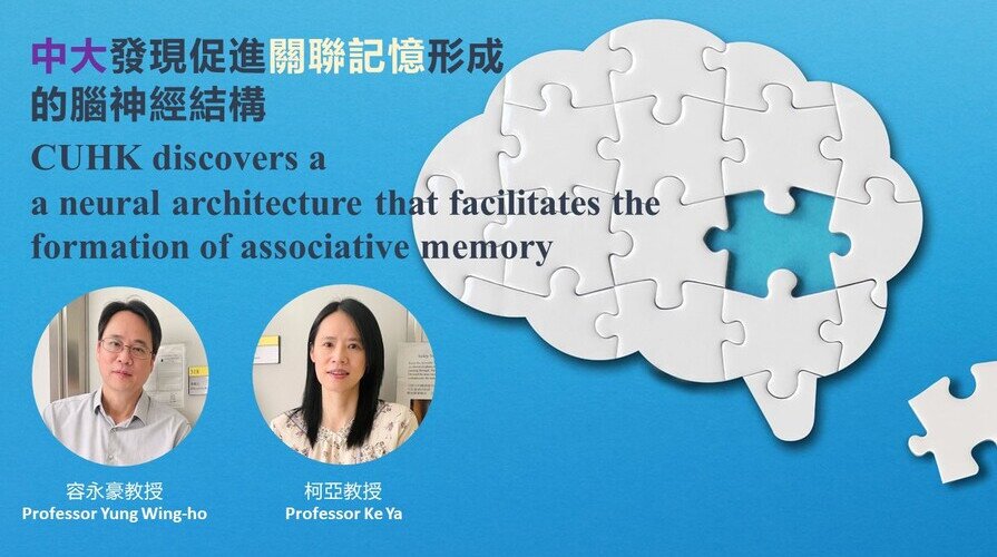 CUHK discovers a neural architecture that facilitates the formation of associative memory, providing the basis for a deeper understanding of memory and its impairment in brain disorders