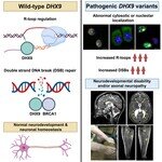 中大医学院与美国贝勒医学院合作研究 首次发现DHX9基因突变导致神经发育障碍