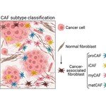 中大開發與多種癌症相關的纖維母細胞分子分類方法  助進一步了解癌症進展並改良治療方案