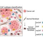 CUHK develops novel molecular classification of cancer-associated fibroblasts across multiple cancers, improving understanding for more targeted treatment