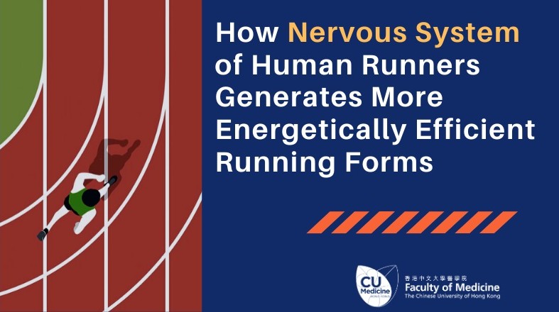 Joint study discovers how nervous system is associated with more energetically efficient running forms